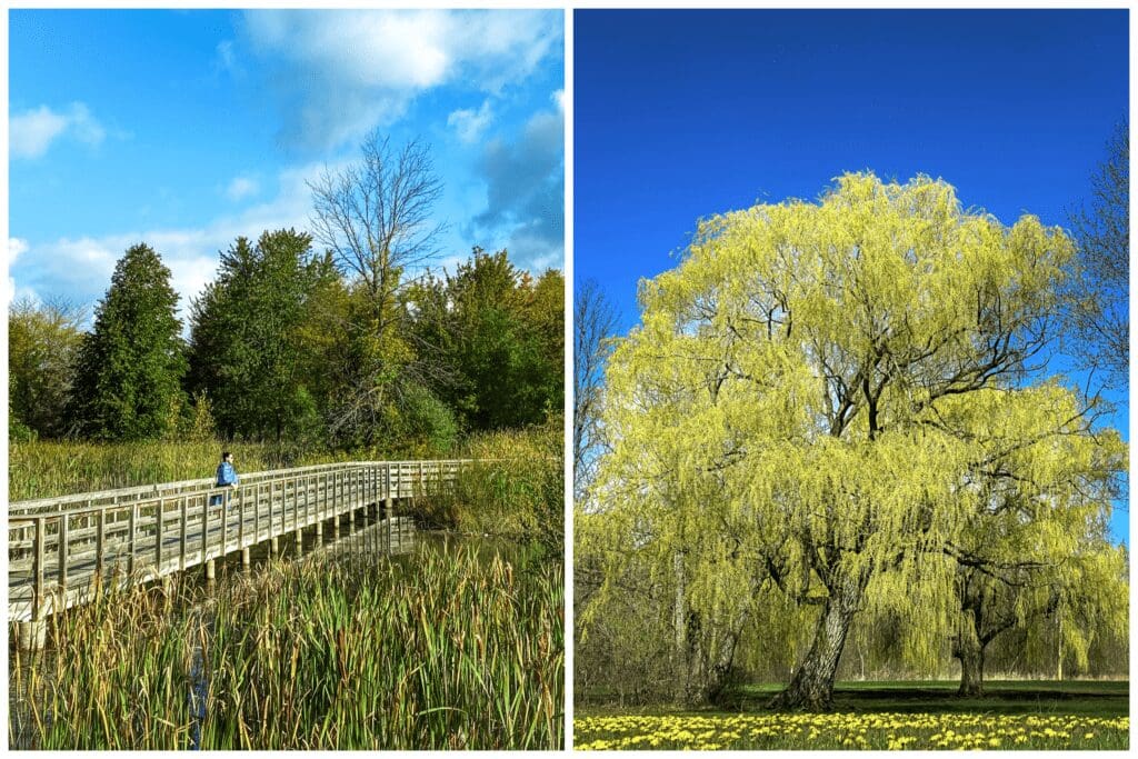 Two images of verdant Joseph Davis State Park including a nature trail, woodlands, wetlands, a pond and a blooming tree in springtime with a field of daisies covering the foreground