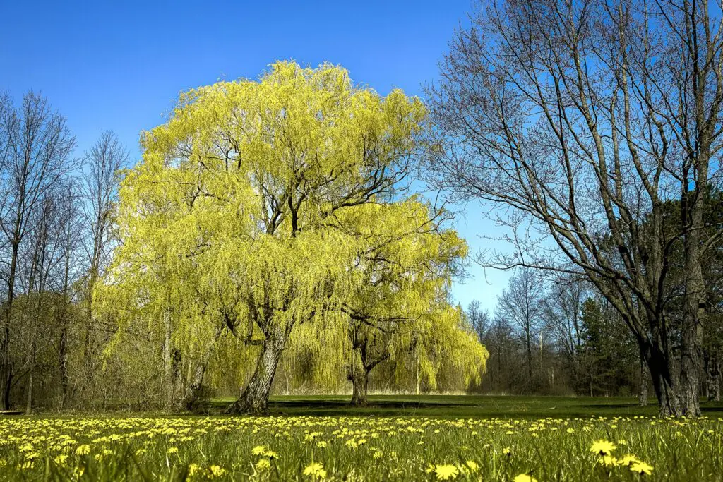 Springtime in Joseph Davis State Park with trees and yellow carnations blooming
