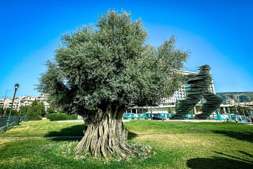 A 1,500 year old tree on a pedestrian triangle in the center of Athens is the ultimate hidden gem